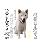 犬(ケン)ちゃんスタンプ2（個別スタンプ：6）