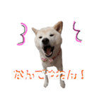 犬(ケン)ちゃんスタンプ2（個別スタンプ：7）