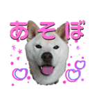 犬(ケン)ちゃんスタンプ2（個別スタンプ：8）