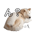 犬(ケン)ちゃんスタンプ2（個別スタンプ：9）