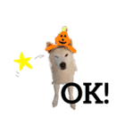 犬(ケン)ちゃんスタンプ2（個別スタンプ：10）