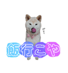 犬(ケン)ちゃんスタンプ2（個別スタンプ：11）