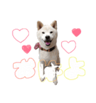 犬(ケン)ちゃんスタンプ2（個別スタンプ：12）