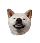 犬(ケン)ちゃんスタンプ2（個別スタンプ：13）