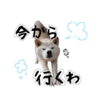 犬(ケン)ちゃんスタンプ2（個別スタンプ：14）