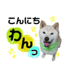 犬(ケン)ちゃんスタンプ2（個別スタンプ：15）