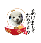 よんよんあけおめ（個別スタンプ：2）