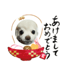 よんよんあけおめ（個別スタンプ：5）