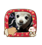 よんよんあけおめ（個別スタンプ：9）
