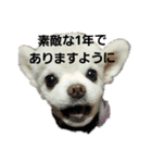 よんよんあけおめ（個別スタンプ：17）