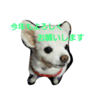 よんよんあけおめ（個別スタンプ：19）
