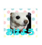 よんよんあけおめ（個別スタンプ：32）