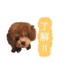 トイプードル cocoちゃん（個別スタンプ：10）
