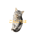 にゃんこの日常で使えるスタンプ（個別スタンプ：2）