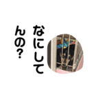 わんず。（個別スタンプ：9）