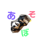 わんず。（個別スタンプ：15）