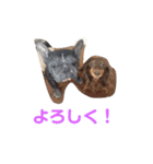 わんず。（個別スタンプ：16）