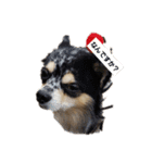 愉快な犬猫（個別スタンプ：1）