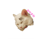 愉快な犬猫（個別スタンプ：2）
