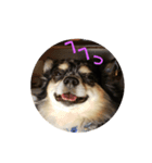 愉快な犬猫（個別スタンプ：3）