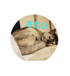 愉快な犬猫（個別スタンプ：7）
