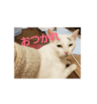 愉快な犬猫（個別スタンプ：8）