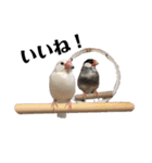 文鳥のひとりごとby kikiのことりスタンプ（個別スタンプ：1）