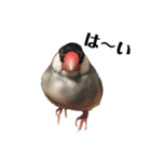 文鳥のひとりごとby kikiのことりスタンプ（個別スタンプ：6）