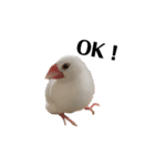 文鳥のひとりごとby kikiのことりスタンプ（個別スタンプ：7）