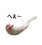 文鳥のひとりごとby kikiのことりスタンプ（個別スタンプ：13）