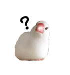 文鳥のひとりごとby kikiのことりスタンプ（個別スタンプ：15）