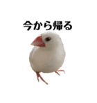 文鳥のひとりごとby kikiのことりスタンプ（個別スタンプ：18）