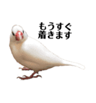 文鳥のひとりごとby kikiのことりスタンプ（個別スタンプ：19）