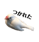 文鳥のひとりごとby kikiのことりスタンプ（個別スタンプ：20）