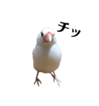 文鳥のひとりごとby kikiのことりスタンプ（個別スタンプ：22）