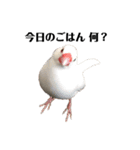 文鳥のひとりごとby kikiのことりスタンプ（個別スタンプ：25）