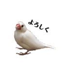 文鳥のひとりごとby kikiのことりスタンプ（個別スタンプ：27）