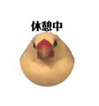 文鳥のひとりごとby kikiのことりスタンプ（個別スタンプ：31）