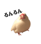 文鳥のひとりごとby kikiのことりスタンプ（個別スタンプ：34）