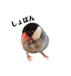 文鳥のひとりごとby kikiのことりスタンプ（個別スタンプ：38）