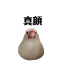 文鳥のひとりごとby kikiのことりスタンプ（個別スタンプ：39）