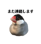 文鳥のひとりごとby kikiのことりスタンプ（個別スタンプ：40）