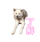 3匹のいっぬ（個別スタンプ：5）
