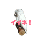 トリの日常で使えるスタンプ（個別スタンプ：6）