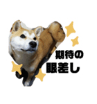 柴です（個別スタンプ：3）
