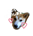 柴です（個別スタンプ：5）