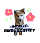 柴です（個別スタンプ：8）