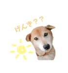 うちのハムスターと犬のスタンプ（個別スタンプ：5）