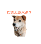 うちのハムスターと犬のスタンプ（個別スタンプ：6）