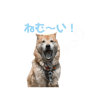 うちのハムスターと犬のスタンプ（個別スタンプ：8）